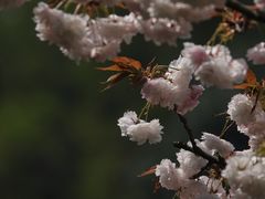 -高东镇樱花园
