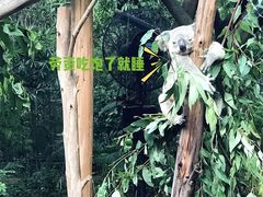 -广州长隆野生动物世界