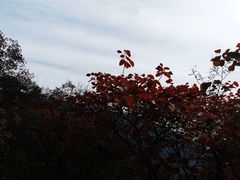 -神农山景区