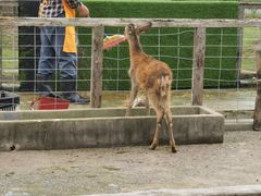 -前小桔亲子创意农场·草莓采摘·露营烧烤