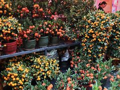 -越秀西湖花市(广州城市广场花卉店)