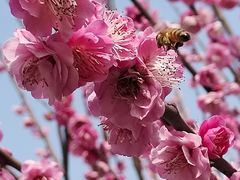-花开海上生态园