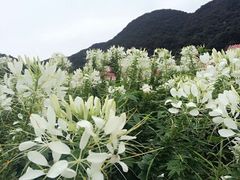 -广州市流溪河国家森林公园