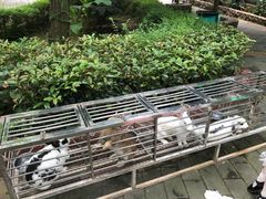 -贵州森林野生动物园