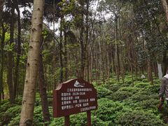 -铁山坪森林公园