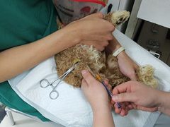 -利又安动物医院··老年病·猫科犬科·中兽医