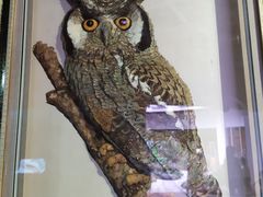 -陕西自然博物馆