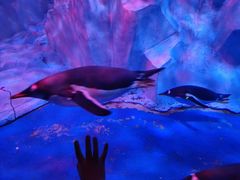 -芜湖新华联大白鲸海洋公园