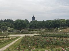 -宜兴龙背山森林公园