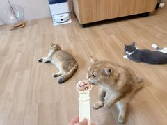 -唐小姐の私宠·宠物洗护美容·撸猫馆·购宠(周浦万达旗舰店)