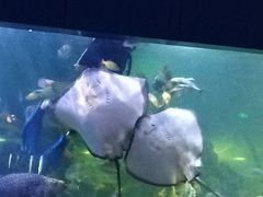 -重庆欢乐海底世界