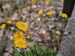 -上海佘山国家森林公园天马山园