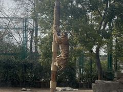 -上海野生动物园老虎餐厅