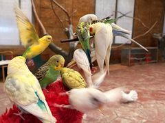 -西霞口神雕山野生动物世界