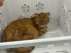 -爱洗澡的猫(望京店)