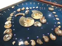 -青岛贝壳博物馆