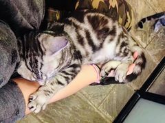 -猫咪博物馆(顶澳仔猫街店)