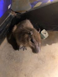 -酷嗒动物文化乐园(cutezoo西溪乐天城店)