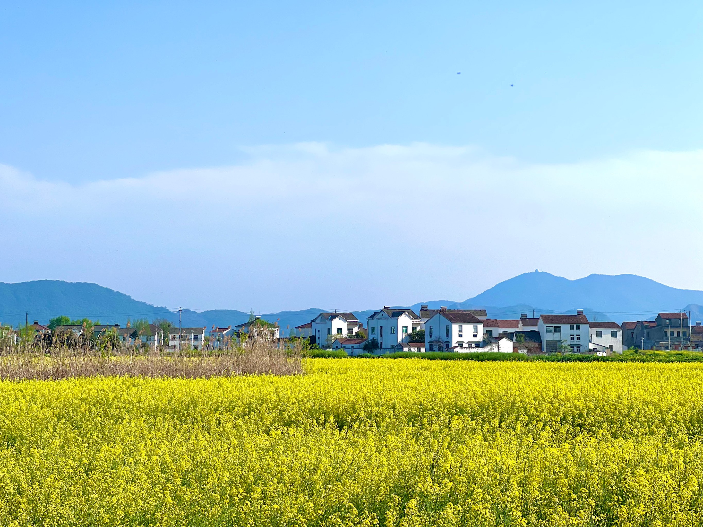 安顺平坝油菜花海图片