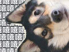 -逗柴咖啡屋·狗咖猫咖宠物桌游