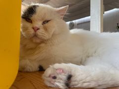 -猫小院猫主题咖啡厅(北锣店)
