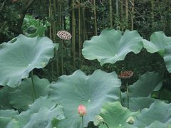 -成都杜甫草堂博物馆
