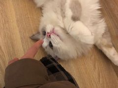 -滚猫咖啡·猫咖·猫友好撸猫(未来城店)
