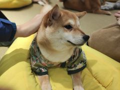 -逗柴咖啡屋·狗咖猫咖宠物桌游