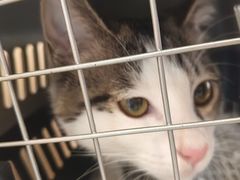 -瑞派·关忠动物医院·猫专科·犬专科(三环新城店)