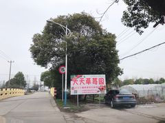 -青浦采草莓天天草莓园