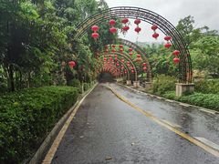 -大屏嶂森林公园