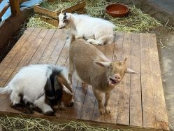 -Zoolung Zoolung动物主题公园(海信广场店)