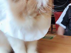 -more than meow吴止猫主题餐厅(承德 中船汇店)