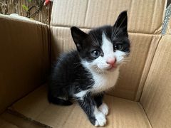 -瑞派康怡24h宠物医院·犬猫医疗中心·微创绝育(瑞景分院)