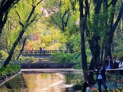 -上海共青森林公园