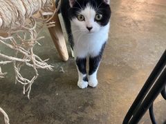 -喵屿·大理花园猫咖