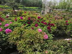-莲花池公园