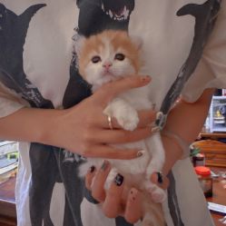 -星辰·新中式美甲美睫工作室