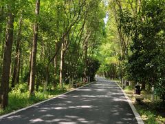 -东平国家森林公园
