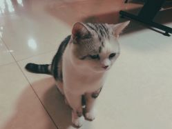 -众刺纹画·纹身·穿孔饰品·海娜定制