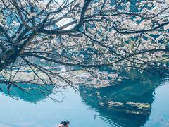 -靖西鹅泉风景区