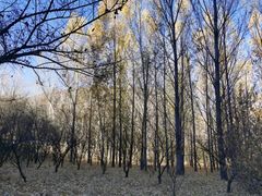 -百里山水画廊