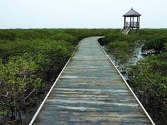 -北海金海湾红树林生态旅游区