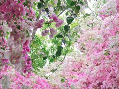 -深圳国际园林花卉博览园