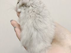 -美美宠物诊疗中心·异宠·骨科(滨江东信分院)
