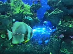 -芜湖新华联大白鲸海洋公园