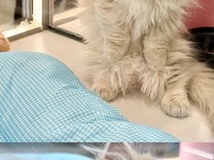 -babydoll猫舍·米努特·德文·缅因(久光中心店)