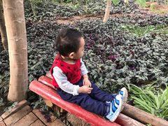-呀路古热带植物园