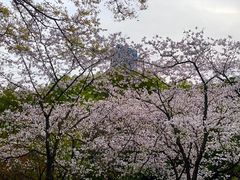 -中山公园