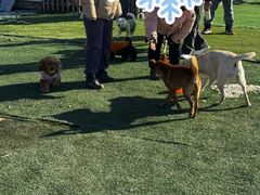 -宠乐会宠物乐园